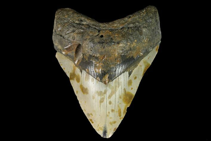 Fossil Megalodon Tooth - North Carolina #124671